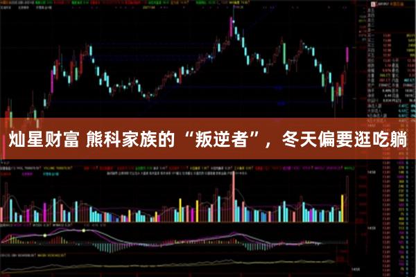 灿星财富 熊科家族的 “叛逆者”，冬天偏要逛吃躺